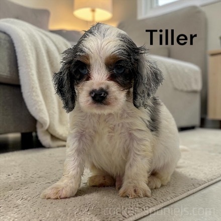 puppy, for, sale, Cocker Spaniel, Joe & Cherri  Overlease, dog, breeder, Miller, MO, dog-breeder, puppy-for-sale, forsale, nearby, find, puppyfind, locator, puppylocator, aca